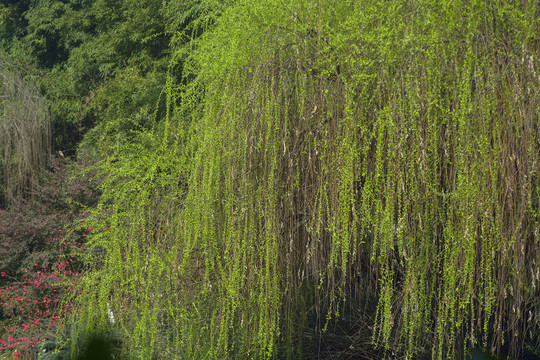 春天的柳枝柳叶