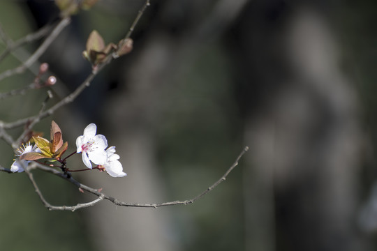 水墨樱花