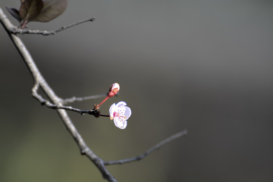 水墨樱花