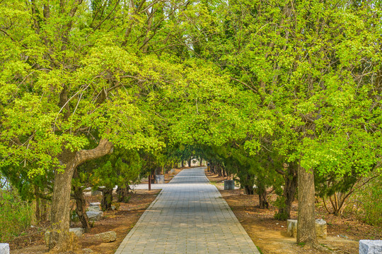 树林隧道