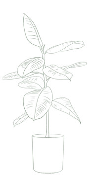 植物线描