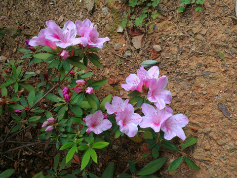杜鹃花
