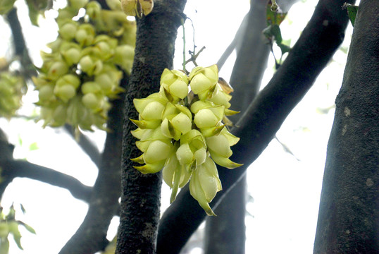 禾雀花