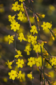 迎春花