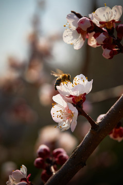 蜜蜂采花粉