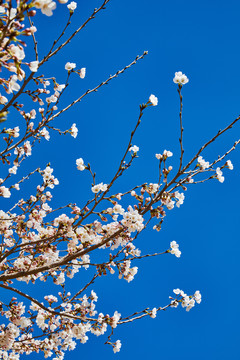 樱花桃花