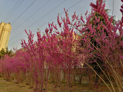 紫荆花