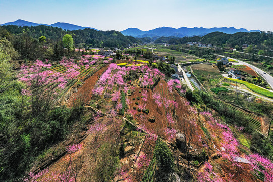 桃花山