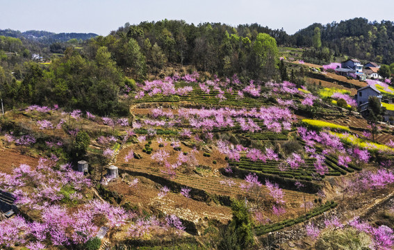 桃花山