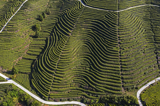 茶山