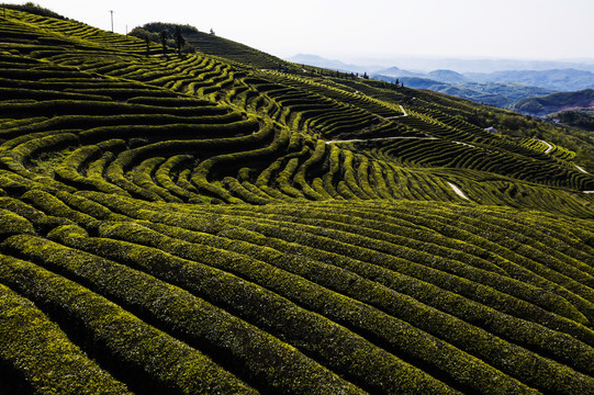 茶山