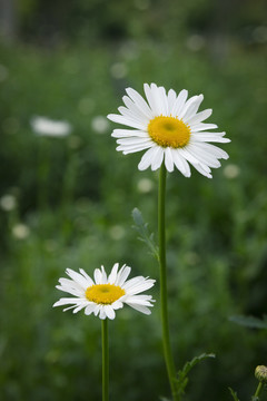 雏菊