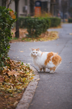 北大的猫