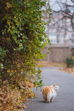 北大的猫