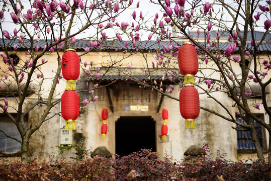 紫玉兰