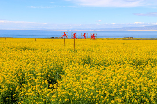 青海湖边盛开的油菜花