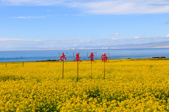 青海湖边盛开的油菜花