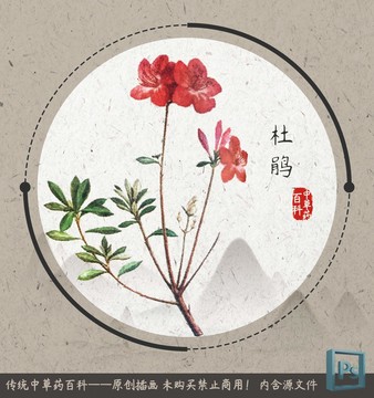 中草药植物插画杜鹃