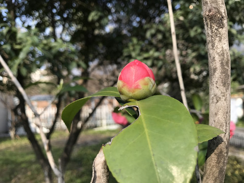 山茶花