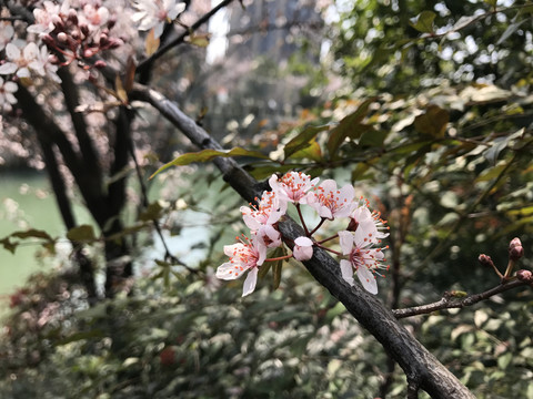 紫叶李