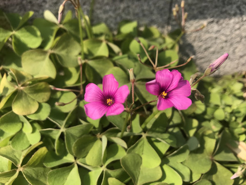 酢浆草