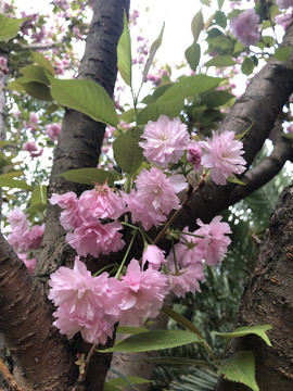 樱花
