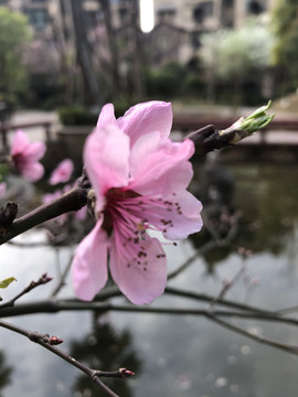 桃花