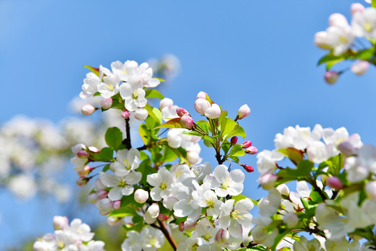 苹果花