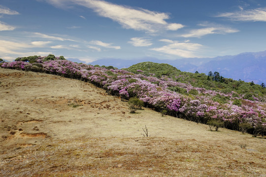 高山杜鹃花