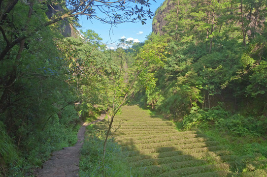 武夷山山谷茶园