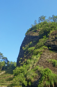 武夷山茶园山头