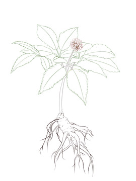 植物手绘线描人参