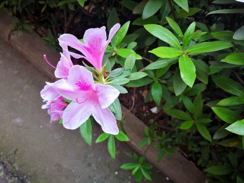 杜鹃花