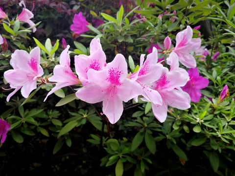 杜鹃花