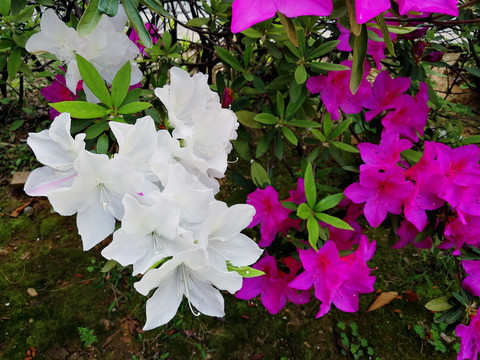杜鹃花