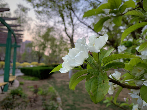 白花朵