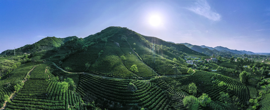 大山茶园宽幅大图