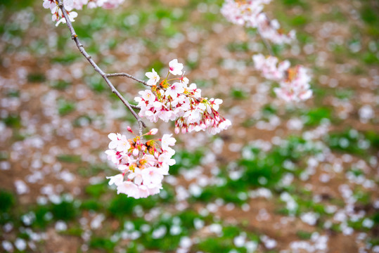 春天青岛中山公园樱花