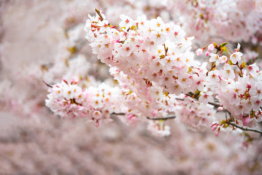 春天青岛中山公园樱花