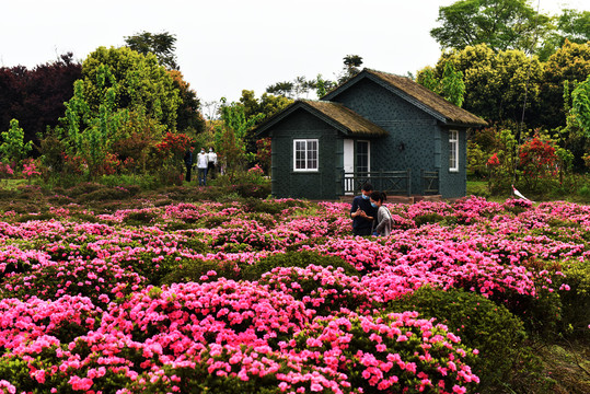 成都市郫都区杜鹃花