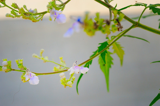 荆条花