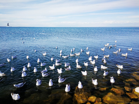 青海湖的斑头雁和鸬鹚