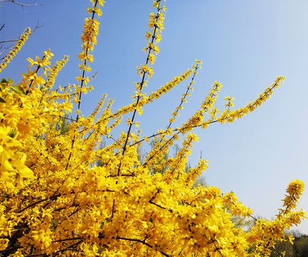 迎春花