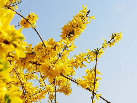 迎春花