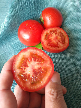 采摘鲜红番茄
