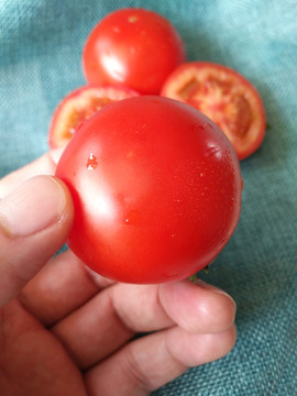 特写鲜红番茄