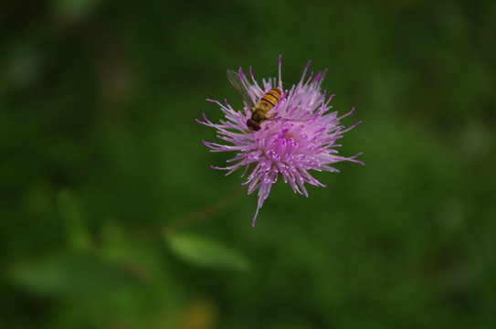 野蜂与刺儿菜花