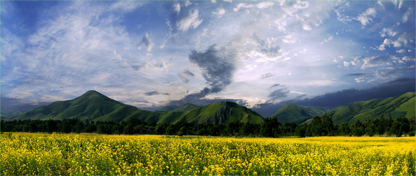 阿尔山油菜花海