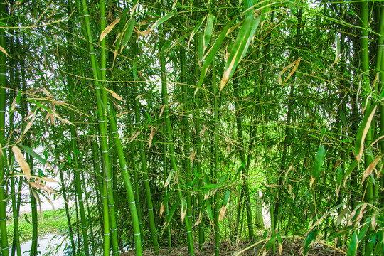 竹林