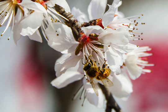 倒吊在桃树花蕊上的一只蜜蜂